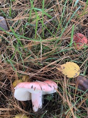 Russula tenuiceps