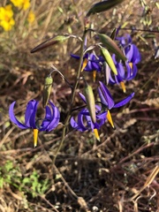 Conanthera bifolia