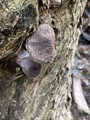 Armillaria sinapina