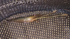 Macrobrachium australiense