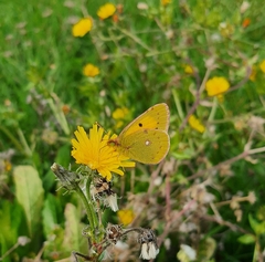 Colias croceus