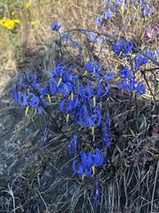 Conanthera bifolia