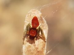 Oxyopes flavipalpis