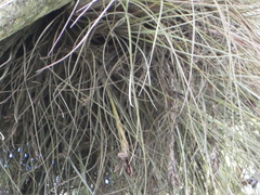 Tillandsia bartramii