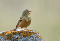 Emberiza hortulana