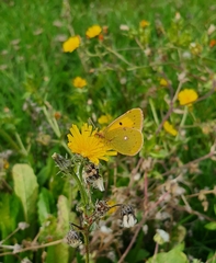 Colias croceus