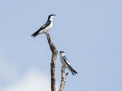 Tachycineta albiventer