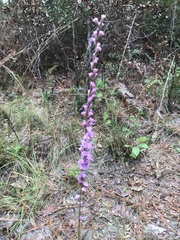 Liatris tenuifolia