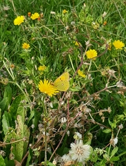 Colias croceus