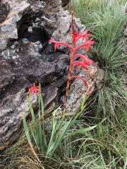 Watsonia gladioloides