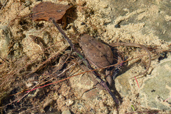 Thamnophis hammondii