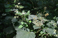 Clerodendrum infortunatum