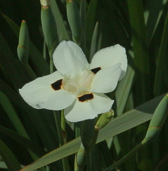 Dietes bicolor