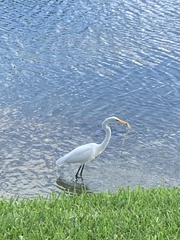Ardea alba