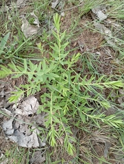 Lasiosiphon kraussianus