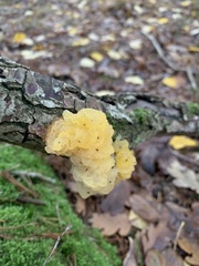 Tremella