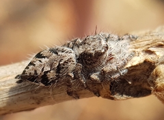 Hyllus