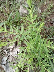 Lasiosiphon kraussianus