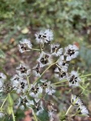 Arnoglossum