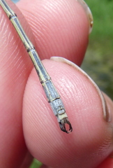 Lestes inaequalis