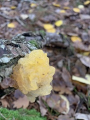 Tremella