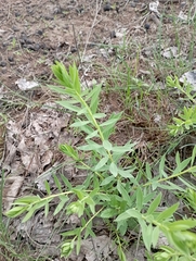 Lasiosiphon kraussianus