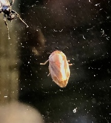 Clastoptera testacea