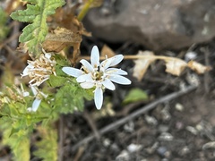Moscharia pinnatifida
