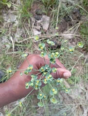 Euphorbia striata