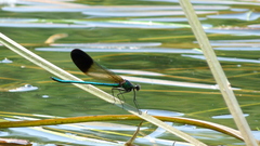 Calopteryx aequabilis