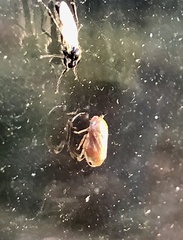 Clastoptera testacea