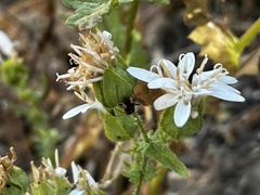 Moscharia pinnatifida