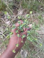 Euphorbia striata
