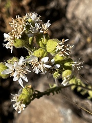 Moscharia pinnatifida