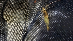 Macrobrachium australiense