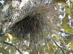 Tillandsia bartramii