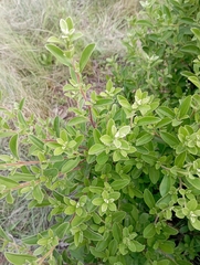Diospyros lycioides