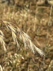 Bromus berteroanus