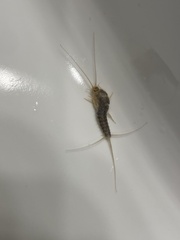 Ctenolepisma longicaudatum