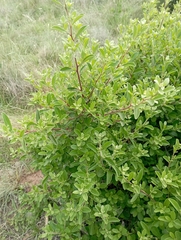 Diospyros lycioides
