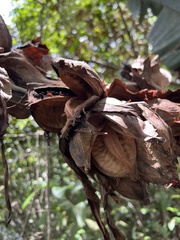 Phenakospermum guyannense