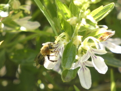 Cadeguala occidentalis