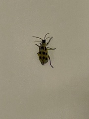 Diabrotica undecimpunctata