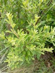 Diospyros lycioides
