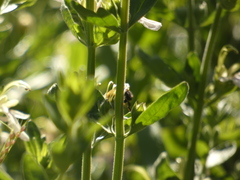 Cadeguala occidentalis