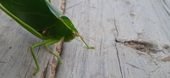 Stilpnochlora