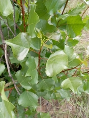 Populus nigra