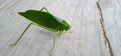 Stilpnochlora