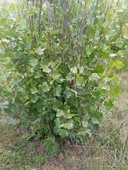 Populus nigra