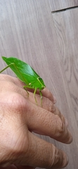 Stilpnochlora